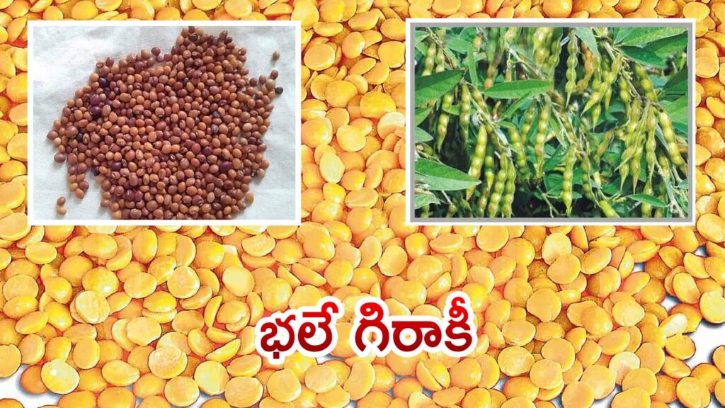 తెలంగాణ రైతులకు గుడ్ న్యూస్.. ఆస్ట్రేలియాలో తాండూరు పప్పుకు డిమాండ్! తెలంగాణ రైతులకు గుడ్ న్యూస్.. ఆస్ట్రేలియాలో తాండూరు పప్పుకు డిమాండ్!