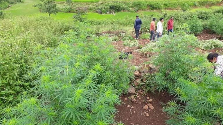 మైండ్ బ్లోయింగ్.. మొక్కజొన్న తోటలో గంజాయి స్మగ్లింగ్